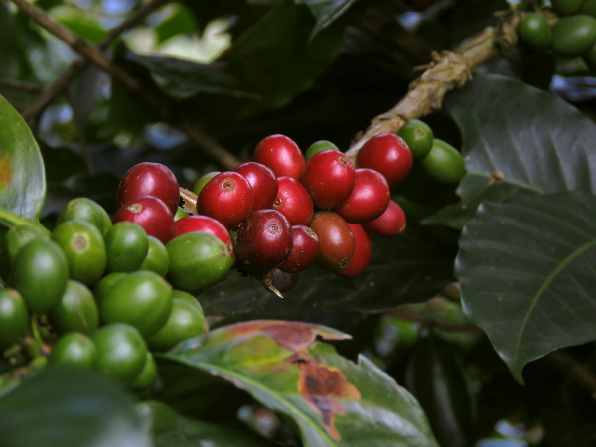 Cerezas de café rojas y verdes en la rama