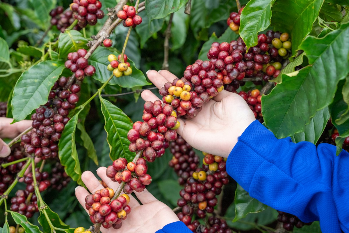 Manos cosechando cerezas de café maduras