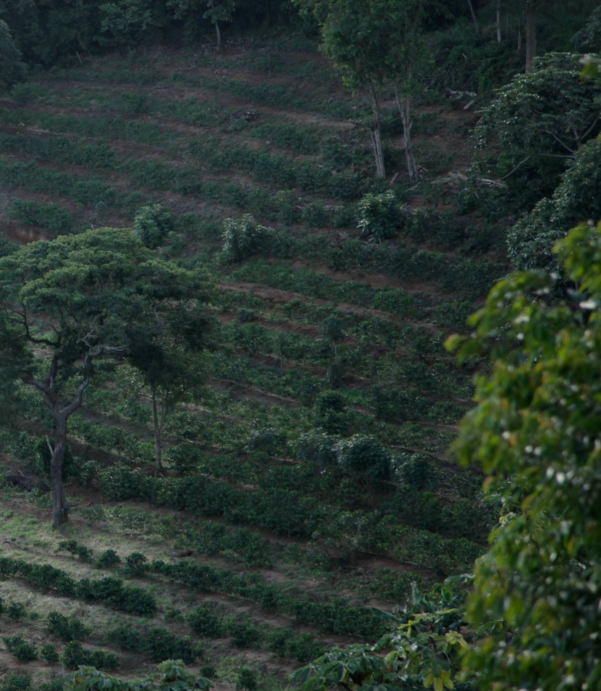 Laderas sembradas de cafetales en terrazas
