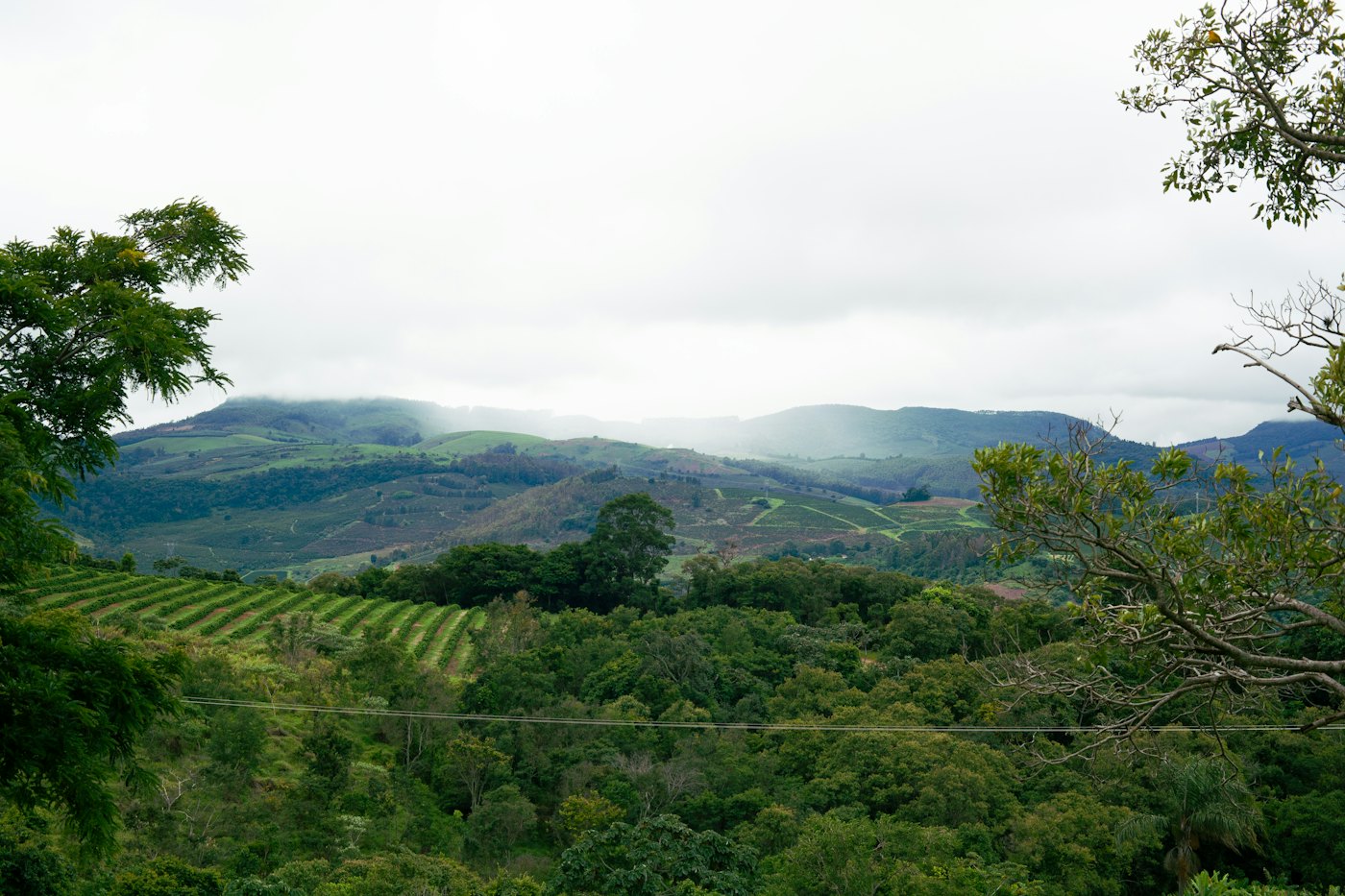 Montañas cubiertas de cafetales bajo la neblina