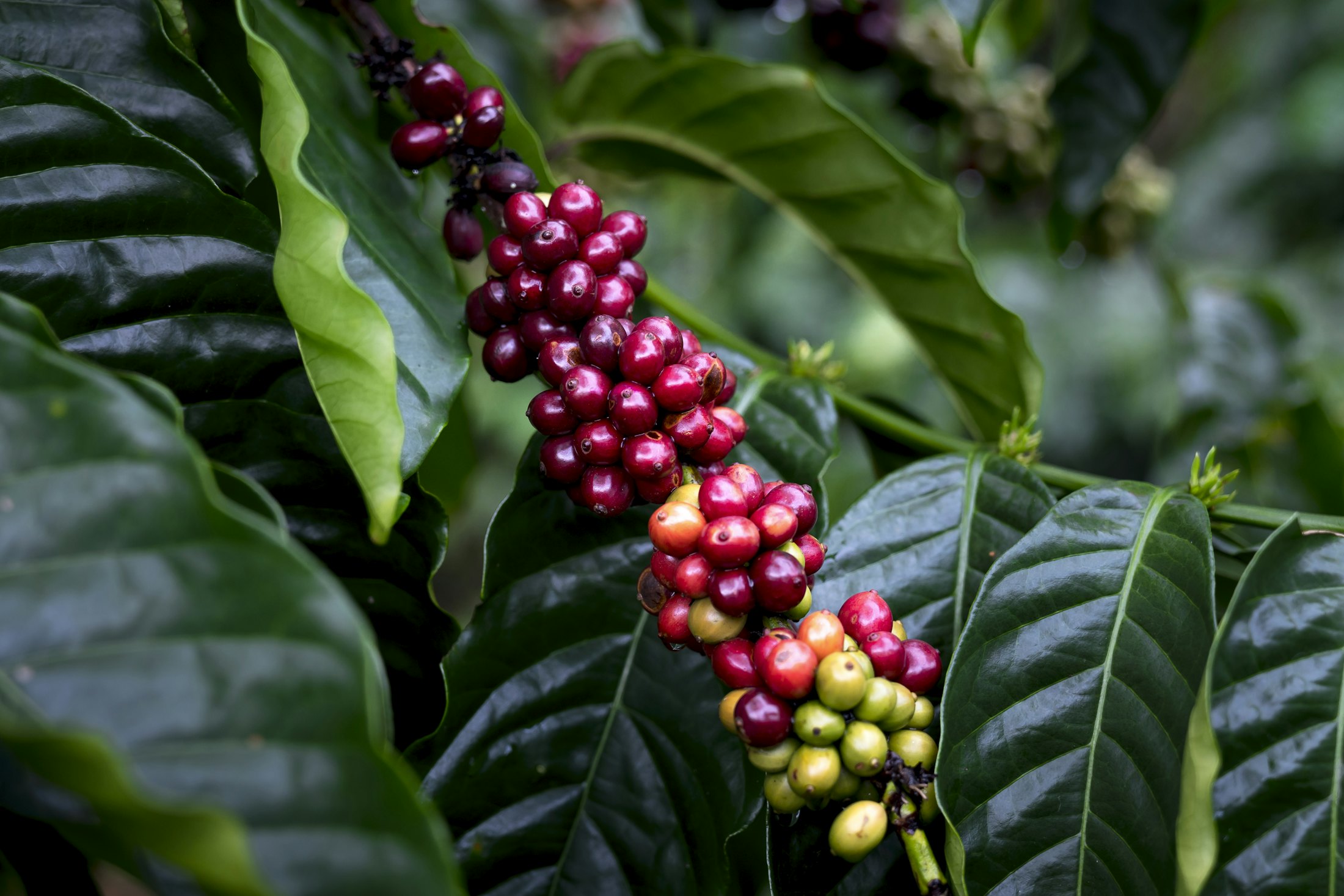 Racimo de cerezas de café maduras en la rama